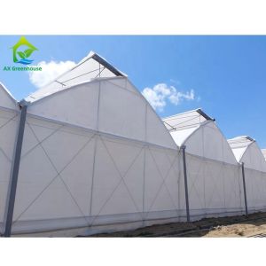 Quality Hot Galvanized Steel Structure Plastic Film Greenhouses Multi Span Agricultural for sale