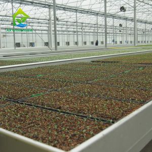 Vertical Farming Clear Polycarbonate Greenhouse 3m To 7m Height