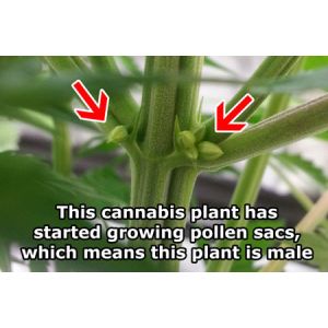 Foldable Igrowbio 860W High PPFD LED Grow Light