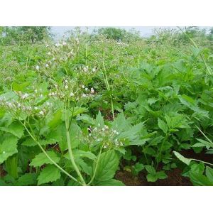 valerian root powder extract/valerian root extract with Cas No: 8057-49-6