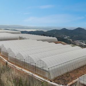 Multi Span Agricultural / Commercial Hydrophonic Greenhouse Easily Installed