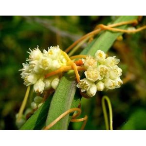 Factory supply Semen Cuscutae extract, chinese dodder seed powder, dodder seed