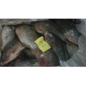 Frozen Tilapia Whole Round Size 300-500