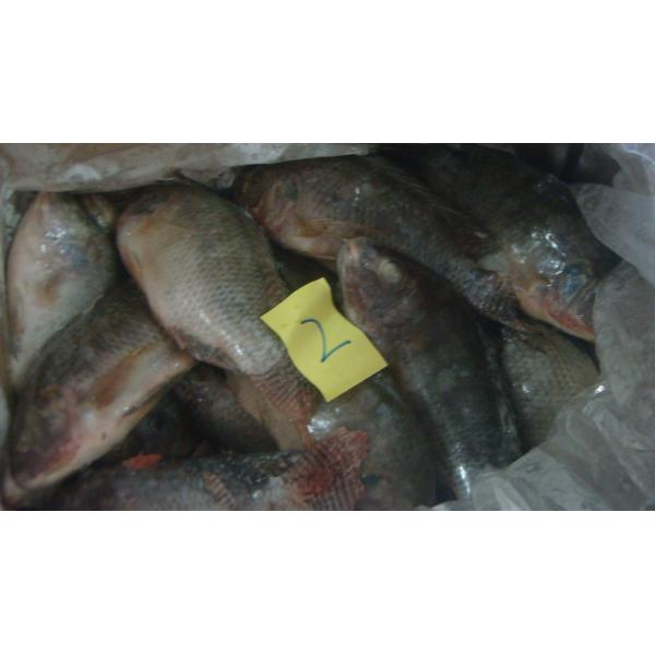 Buy Frozen Tilapia Whole Round Size 300-500 at wholesale prices