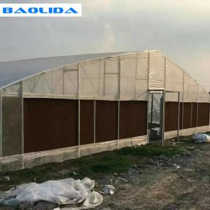 Fruits Growing Agricultural Polyethylene Film Greenhouse Hot Dip Galvanized