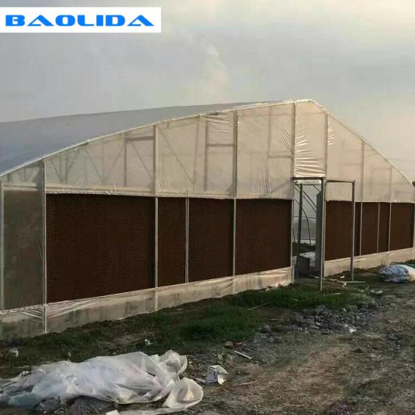 Buy Vegetables Plant Polyethylene Film Greenhouse With Cooling System Easy Install at wholesale prices
