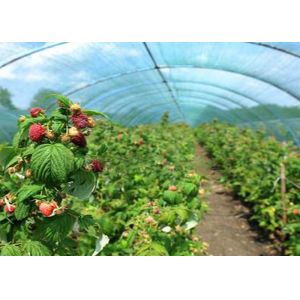 Commercial Multi Span Greenhouse Hydroponic Plastic Film Easy Installed