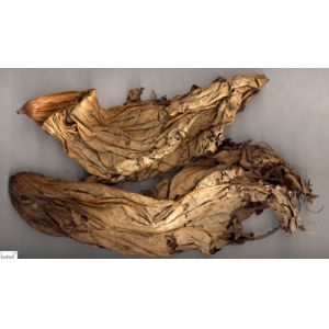 Lotus Leaf Extract/Nelumbo Nucifera Extract/Folium Nelumbinis Extract