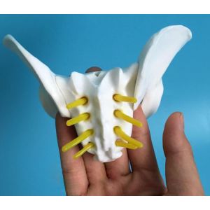 Plastic Mini 13x9x9cm Female Pelvis Model For Medical Teaching