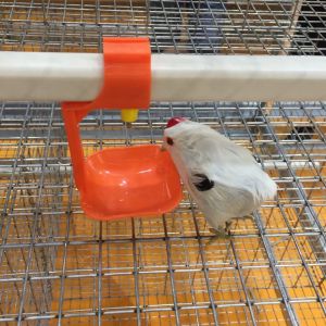 Orange Chicken Watering System Low Pressure Automatic Poultry Watering System