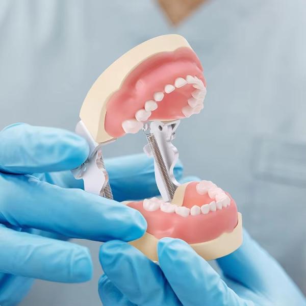 Detachable 24pcs Children Dental Teeth Model Resin Made Training Kids Teeth Practise Model