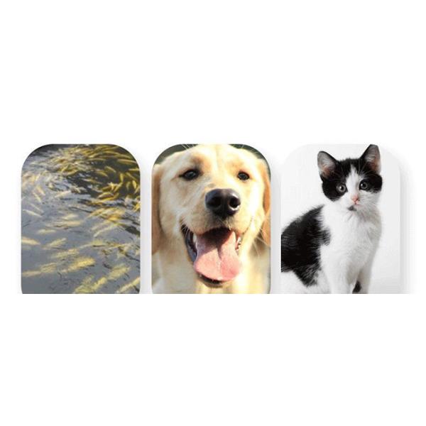 SGS Livestock Feed Pellet Mill Wet Type Complete Feed Pellet Production Line