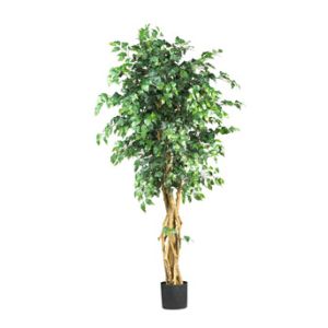 Quality 6' Palace Style Ficus Silk Tree for sale