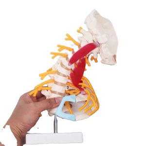 Quality Cervical Spine Anatomical Skeleton Model For Study Display Teaching for sale