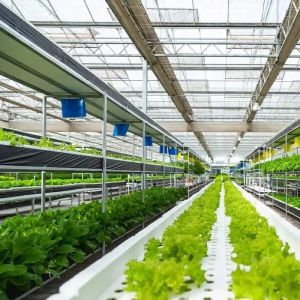 Vegetable Cultivation Soilless Culture Glass Greenhouse Multilayer Planting