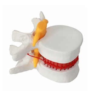 Vertebral Spine Lumbar Spine Models Skeleton For Medical Students