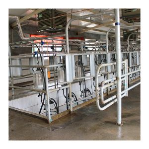 SS304 Herringbone Parlour Milking Systems Dairy Cow Equipment