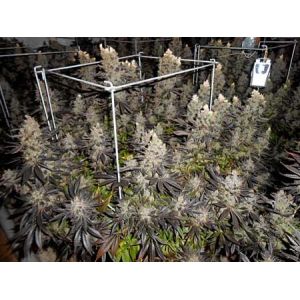 Hydroponic 3000K 2.7umol/J White Led Grow Light