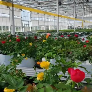 Modern Venlo Glass Greenhouse for Gerbera Daisy Cultivation