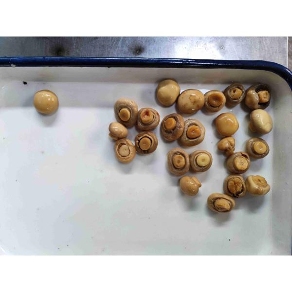 Buy Sliced Tin Canned Champignon Mushroom with Water at wholesale prices