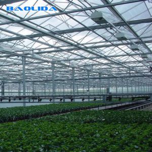 China Agriculture Multi Span Venlo Glass Greenhouse For Tomato Planting on sale
