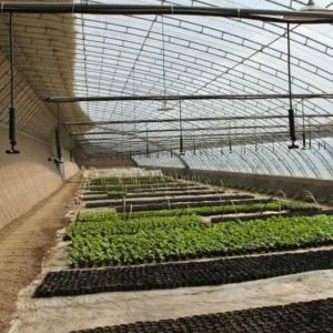 Large-Scale Cucumber Farming Made Easy with Humidity-Controlled Commercial