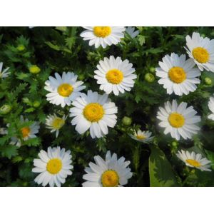 feverfew herb extract /high quality feverfew extracts / 100% natural feverfew