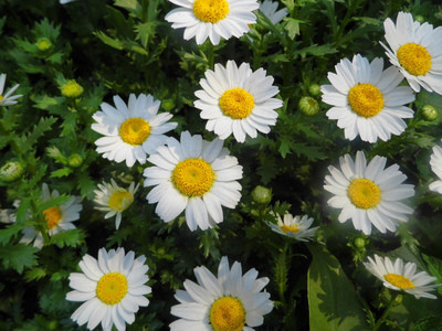 feverfew herb extract /high quality feverfew extracts / 100% natural feverfew