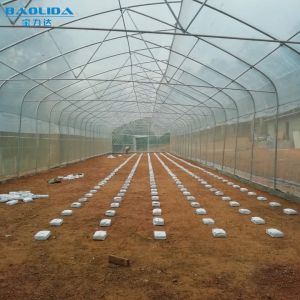 Large Tunnel Ground Polyethylene Film Greenhouse Customized For Tomato