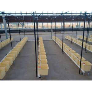 Black Multi_span Greenhouse Grow Box Dutch Bato Bucket Hydroponic System Dutch