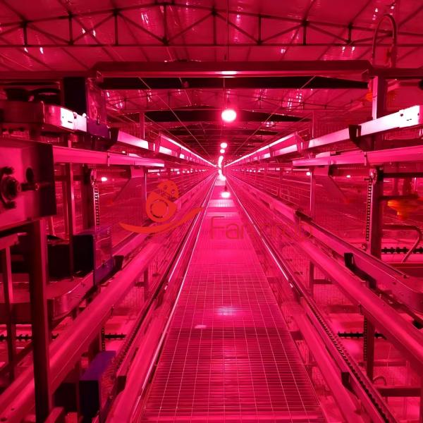 Buy Functional Layer Chicken Cage System for Efficient Breeding at wholesale prices