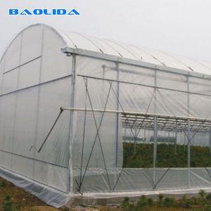 Quality Galvanized Single Span Plastic Tunnel Greenhouse Customized Vegetable Growing for sale