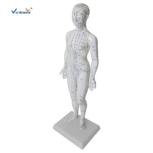 Female Medical Acupuncture 48cm Human Body Massage Model