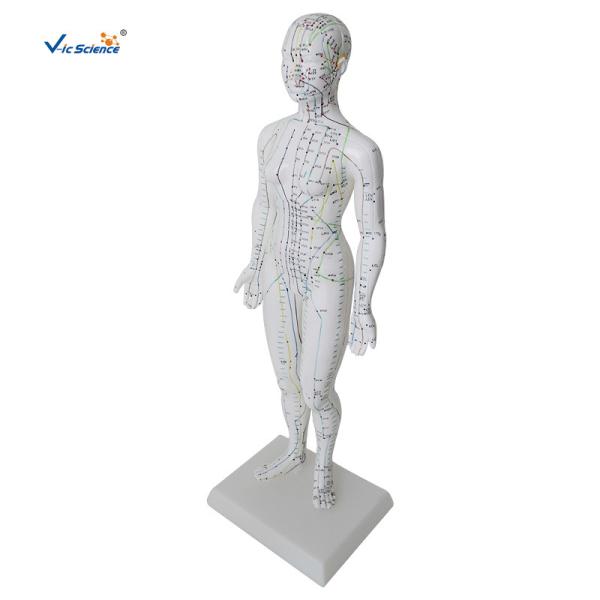 Buy Female Medical Acupuncture 48cm Human Body Massage Model at wholesale prices