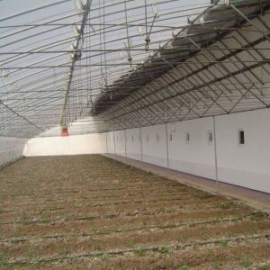 Advanced Vegetable Sunlight Greenhouse with Humidity Control and Optimal Plant