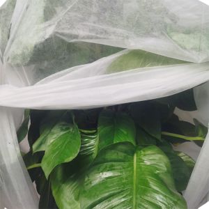 35gram Big Width Anit Frost Non Woven Fabric And Protect Plant Out Of Sunshine
