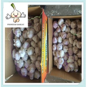 High Quality Garlic With Good Taste And Cheaper Price Chinese garlic jinxiang