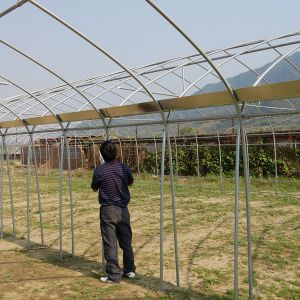 Smart Industrial Multi Span Greenhouse For Vegetable Growing