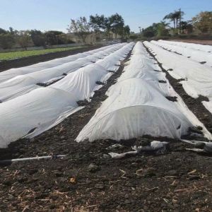 3% UV Protective 150gsm Agricultural Mulch Film