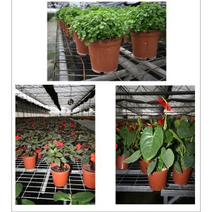 Light and soft black/double-color flower pot dried ginger seedling nutrition pot