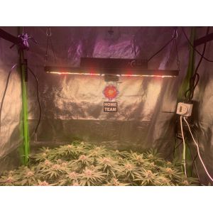 BAVAGREEN 240W LM301H LED Grow Light