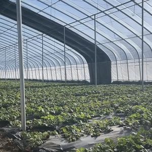 Advanced Vegetable Sunlight Greenhouse with Humidity Control and Optimal Plant