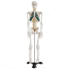 85cm Disarticulated Educational Skeleton Model For Medical Teaching