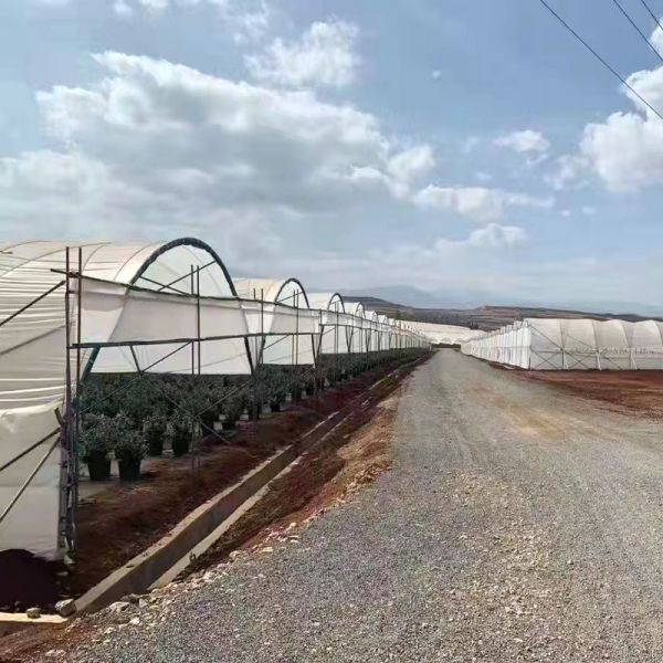 10000 Sqm Easy Connected Tunnel Cgreenhoue Plastic Poly Film Growing Strawberry Bluberry Berry Fruits