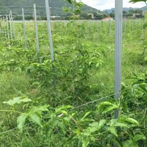 China Silver Color 1.8-3.5M Height Plant Support Posts 2.7m Beautiful Appearance on sale