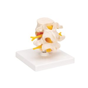 0.45kg Medical Anatomy Education 20x16x10cm Lumbar Spine Model