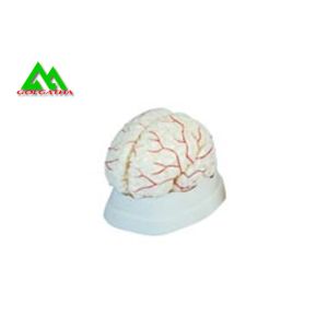 Natural Looking Human Anatomical Brain Model For Medical Students