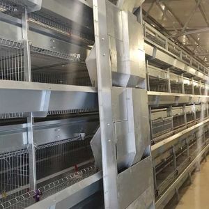 Front Door A Type Layer Cages , 2.3mm - 4.2mm Wire Dia Automatic Chicken Cage