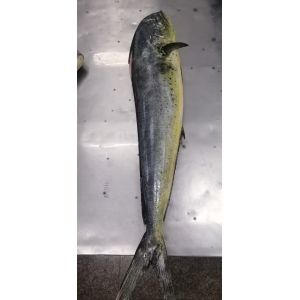 IQF Frozen Mahi Mahi