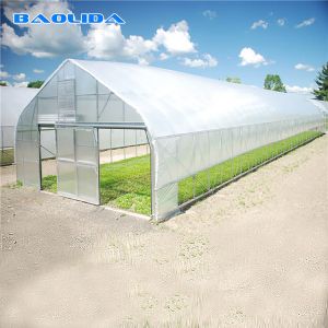 Horticultural Flower Growing Single-Span Film Tunnel Greenhouse Polyethylene